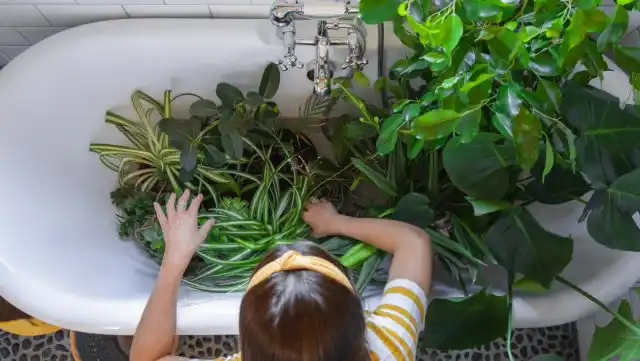 Тем не менее раз в неделю в зимние месяцы тропическим растения с неопушенной листвой полезно проводить тепловатый душ в течение 30 секунд.