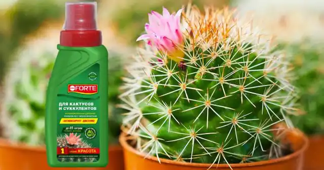 Лучше использовать готовое решение – удобрение серии Красота для кактусов и суккулентов Bona Forte.