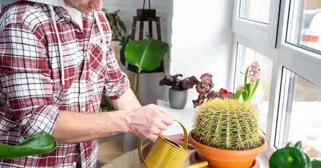 Наиболее опасны переливы во время холодной зимовки, когда «лишняя» вода и не потребляется растением, и не испаряется естественным путём.
