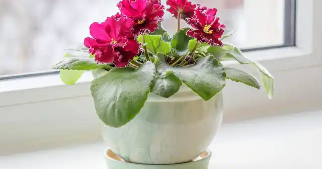 Обычно выращивают фиалки в небольших ёмкостях, позволяющих корням распространиться и занять собой большую часть пространства.