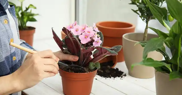 В среднем пересаживают сенполии раз в год, оставляя горшок прежним или заменяя его на чуть больший с разницей 2-3 сантиметра.