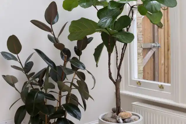 Фикусы бывают разных видов, и каждый из них обладает уникальными характеристиками роста.