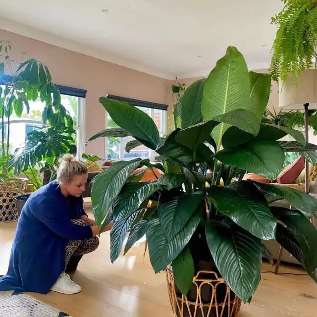 «Сенсейшн» (Spathiphyllum ’Sensation’) редко цветет и в основном популярен из-за крупных ребристых листовых пластин.