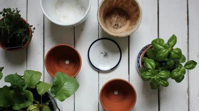 В обязательном порядке нужны горшки с дренажными отверстиями и почва с достаточной водопроницаемостью.