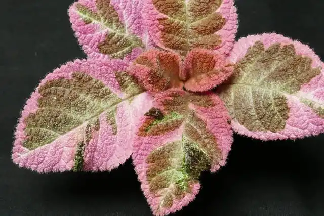 Эписция "Пинк Смоки" ('Pink Smokey') - листья зелёные с белыми пятнами, цветки розовые.