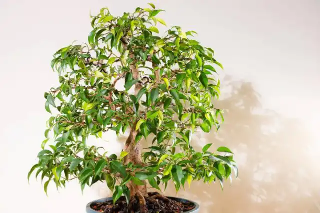 Формирование фикуса ярусами.