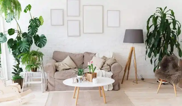 Крупное растение позади кресла или стола выглядит великолепно.