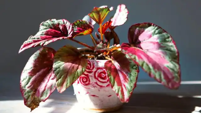 Комнатные растения имеют богатый спектр всевозможных цветов и различных оттенков.