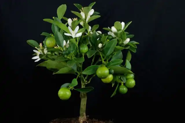 Каламондин оранжевый (Citrofortunella microcarpa) – другое распространенное цитрусовое, которое обычно предлагается в качестве комнатного.
