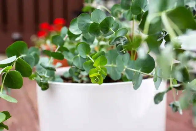 Листья эвкалипта шаровидного (Eucalyptus globulus) издают приятный аромат, напоминающий смесь ментола, цитрусовых и камфоры.