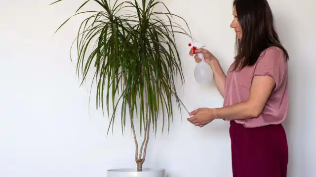 При правильных условиях драцена маргината может процветать в помещении до 25 лет