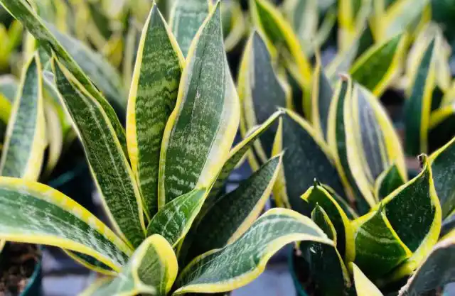 При правильном уходе «щучьи хвосты» могут жить десятилетиями