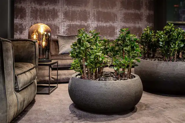 Неприхотливый суккулент может жить в помещении в среднем от 50 до 70 лет, но способен дожить до 100 лет и более