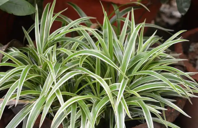 В качестве комнатного растения хлорофитумы проживут до 20-50 лет