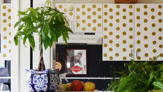 Восточные цветоводы верят в финансовую силу пахиры водной (Pachira aquatica) ничуть не меньше