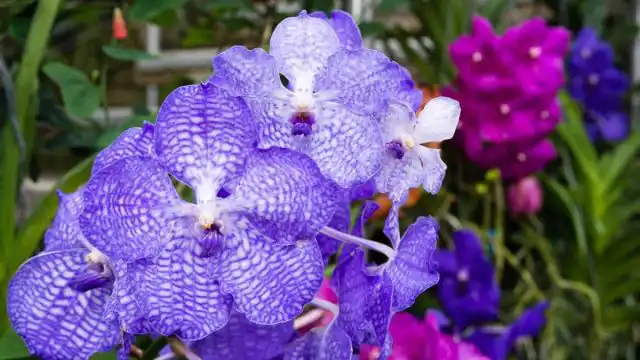 Учение фен-шуй утверждает, что ванда голубая не только красотой наполнит наш дом, но и удачей, в том числе в любви