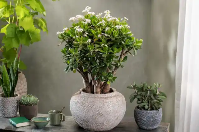 Если у нас толстянку (Crassula ovata) называют денежным деревом, то в Китае придумали более романтичное название – нефритовое дерево