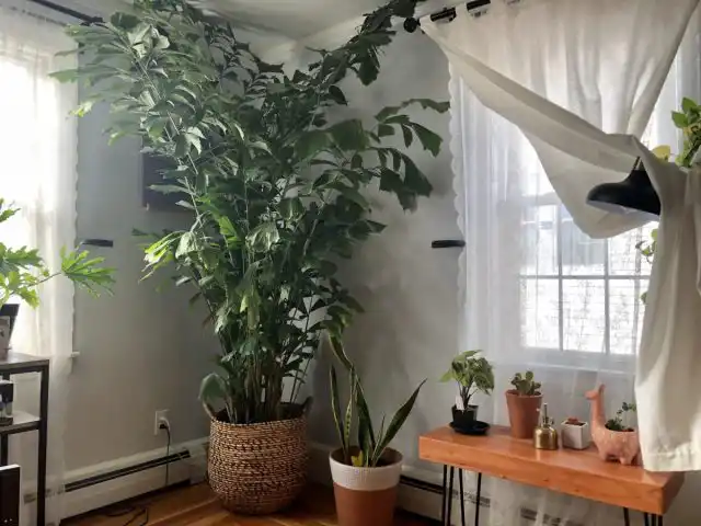 Пальма кариота