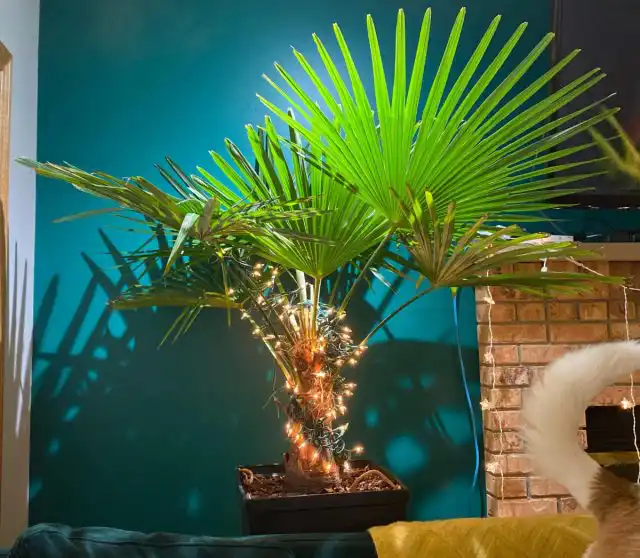 Трахикарпус Форчуна