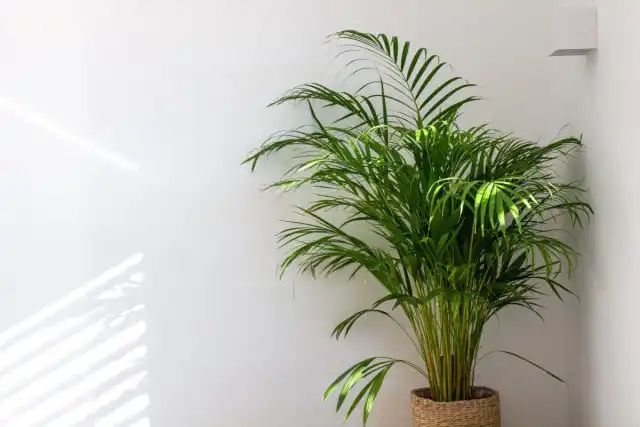 Дипсис желтоватый