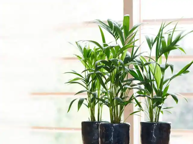 Ховея Форстера