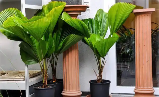 Ликуала крупная