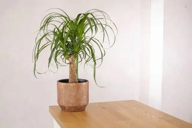 Бокарнея отогнутая