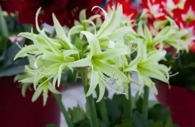 Огромные соцветия амариллиса в форме трубочек достигают 20 см в поперечнике и бывают потрясающих окрасок, от бархатисто-красного до розового, персикового, белого и даже бледно-зеленого