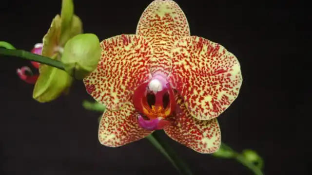 В зависимости от сорта фаленопсиса вы можете подобрать себе разноцветные цветы или с узором на лепестках