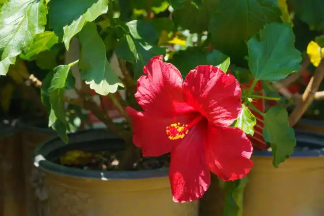 Гибискус (Hibiscus rosa-sinensis) легко украсит любое помещение, привнося колорит южных морей