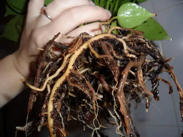 Основные причины корневой гнили — систематическое переувлажнение грунта и застой влаги в горшке