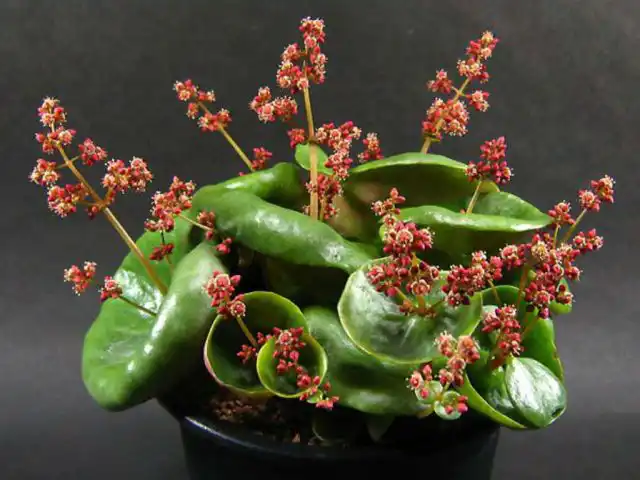 Крассула Умбелла "Вайн Кап" (Crassula umbella 'Wini Cup')