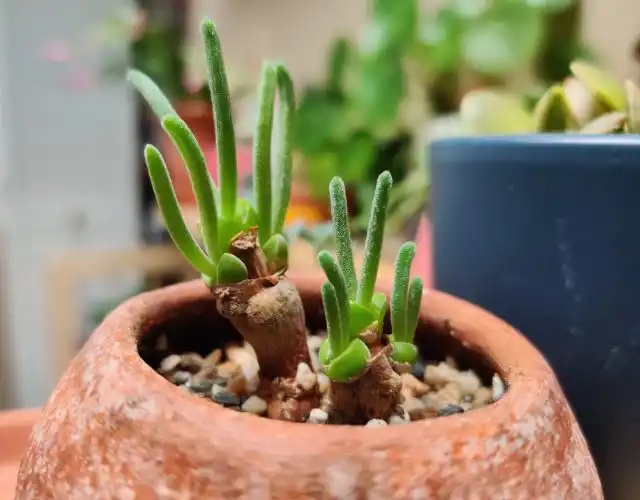 Монилария обратноконическая (Monilaria obconica)