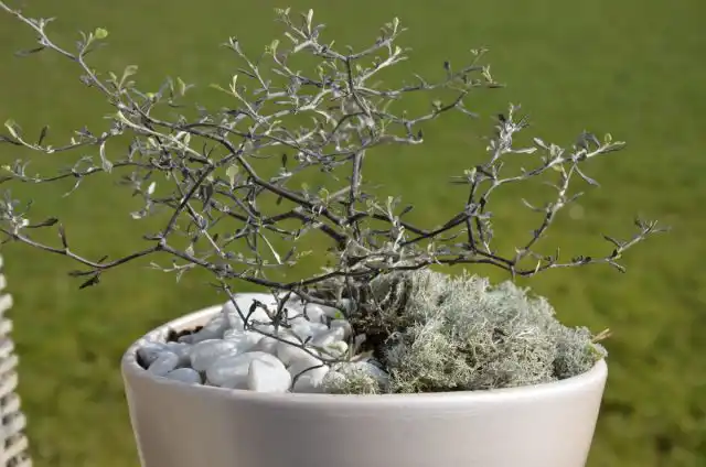 Корокия кизильниковая (Corokia cotoneaster)