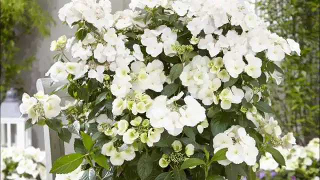 Гортензия крупнолистная «Ранэвей Брайд» (Hydrangea macrophylla ‘Runaway Bride’)