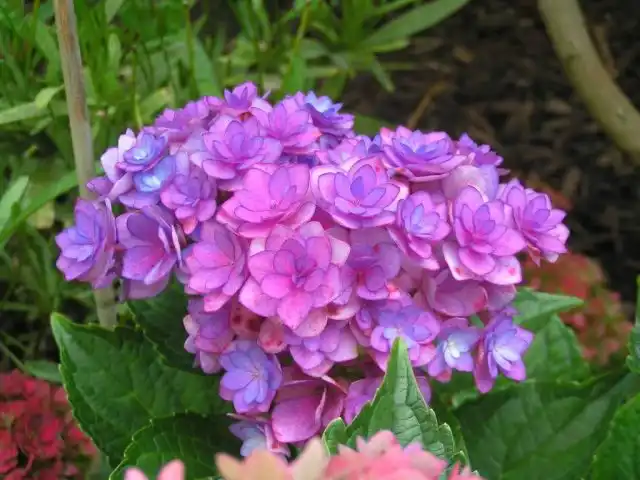 Гортензия крупнолистная «Форевер энд Эвер» (Hydrangea macrophylla ‘Forever & Ever’)
