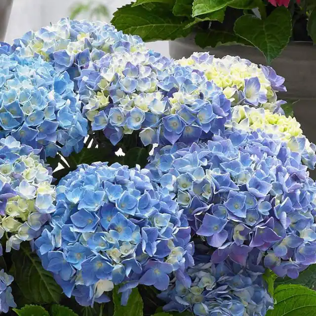 Гортензия крупнолистная «Мьюзик Блю Баллада» (Hydrangea macrophylla ‘Music Blue Ballad’)