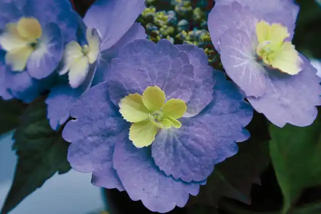 Гортензия крупнолистная «Блуберри Чизкейк» (Hydrangea macrophylla ‘Blueberry Cheesecake’)