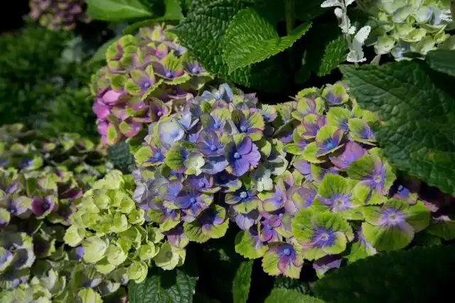 Гортензия крупнолистная «Мэджикал Аметист» (Hydrangea macrophylla ‘Magical Amethyst’)