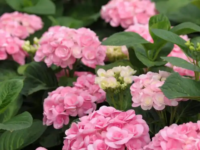 Гортензия крупнолистная «Папиллон» (‘Papillon’)