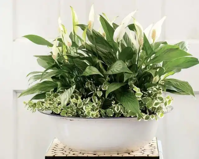 У подножья спатифиллума сажают и другие низкорослые растения, которым понравится влажный воздух, например, фикус крохотный (Ficus pumila)