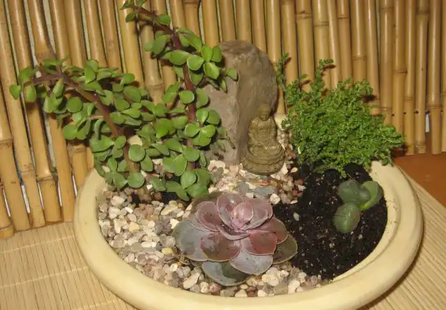 Кактусы и суккуленты - это одна из самых простых и логичных комбинаций, ведь эти растения требуют много света и мало воды