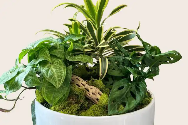 Монстера с ее характерной резной листвой прекрасно дополняет сердцевидные листья филодендрона