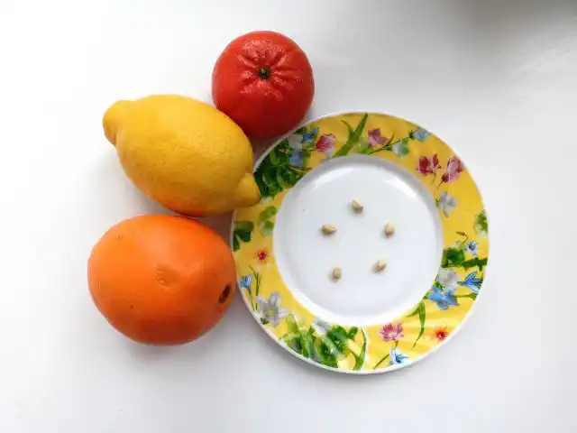 Семена мандаринов или апельсинов вполне подойдут для нашей поделки