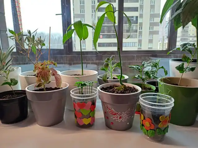 Помещаем стаканчики с рассадой в наши кашпо