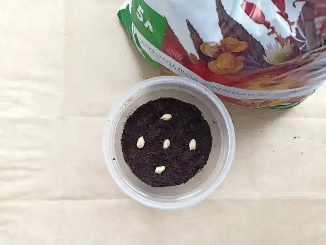 Распределяем семена на поверхности грунта на достаточном расстоянии друг от друга