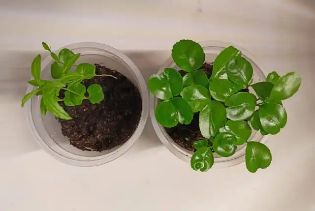 Вот как у меня выглядели ростки мандарина и граната.