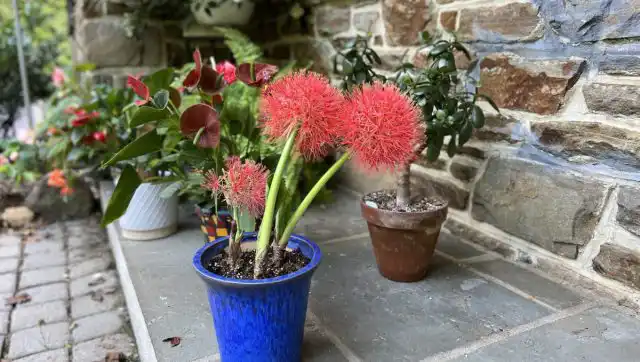 Летом скадоксус любит понежиться на открытом воздухе, так что его полезно вынести на улицу в место без прямого полуденного солнца