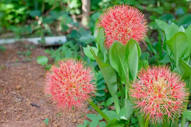 Цветоводам следует помнить, что луковицы и все части кровавой лилии ядовиты