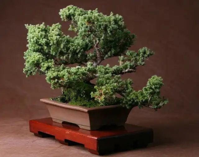 Можжевельник - один из наиболее неприхотливых хвойных для домашнего выращивания, к тому же отзывчив на формирующую стрижку